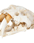 Authentic Replica Sabertooth Skull Sculpture