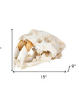 Authentic Replica Sabertooth Skull Sculpture