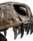 Authentic Replica T Rex Skull Sculpture
