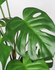 Set of Two 30" Green Artificial Elephant Ear Tree In Round White Pot