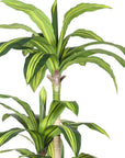 60" Green Artificial Dracaena Tree In Round Black Pot