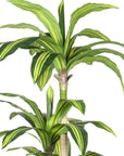 60" Green Artificial Dracaena Tree In Round Black Pot