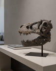 Authentic Replica T Rex Skull Sculpture