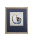 Set of Two Ocean Seashells Wall Art