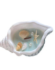 6" Light Blue Sea Salt And Orchid Scented Candle In White Resin Novelty Holder With Shells