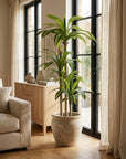 60" Green Artificial Dracaena Tree In Round Black Pot