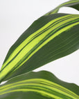 60" Green Artificial Dracaena Tree In Round Black Pot
