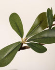 84" Green Artificial Olive Tree In Round Black Pot