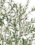 96" Green Artificial Olive Tree In Round White Pot