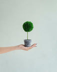 Set of Three 10" Green Artificial Boxwood Tree In Round Black Planter
